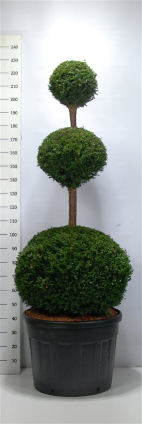 Taxus baccata - 140-160 CM TRIOBOL Cont.